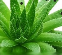 Did you know that aloe vera cures constipation and indigestion? 
