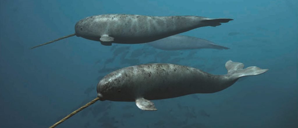 Unicorn of the Sea: Narwhal Facts, Stories